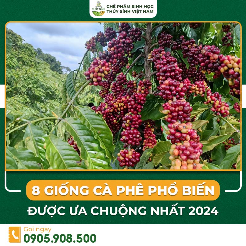 giống cà phê