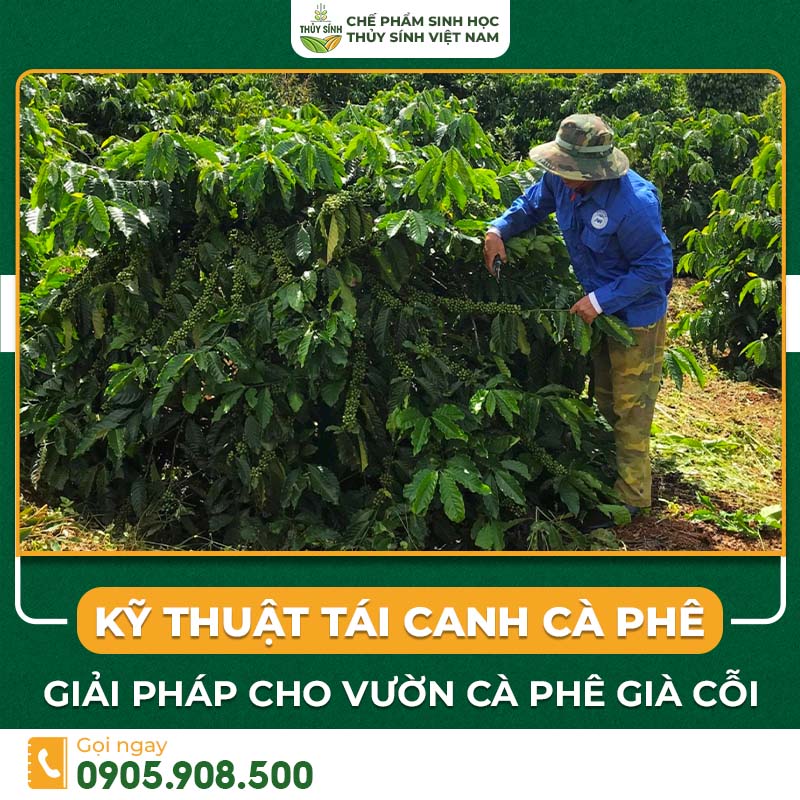 Kỹ Thuật Tái Canh Cà Phê: Giải Pháp Cho Vườn Cà Phê Già Cỗi