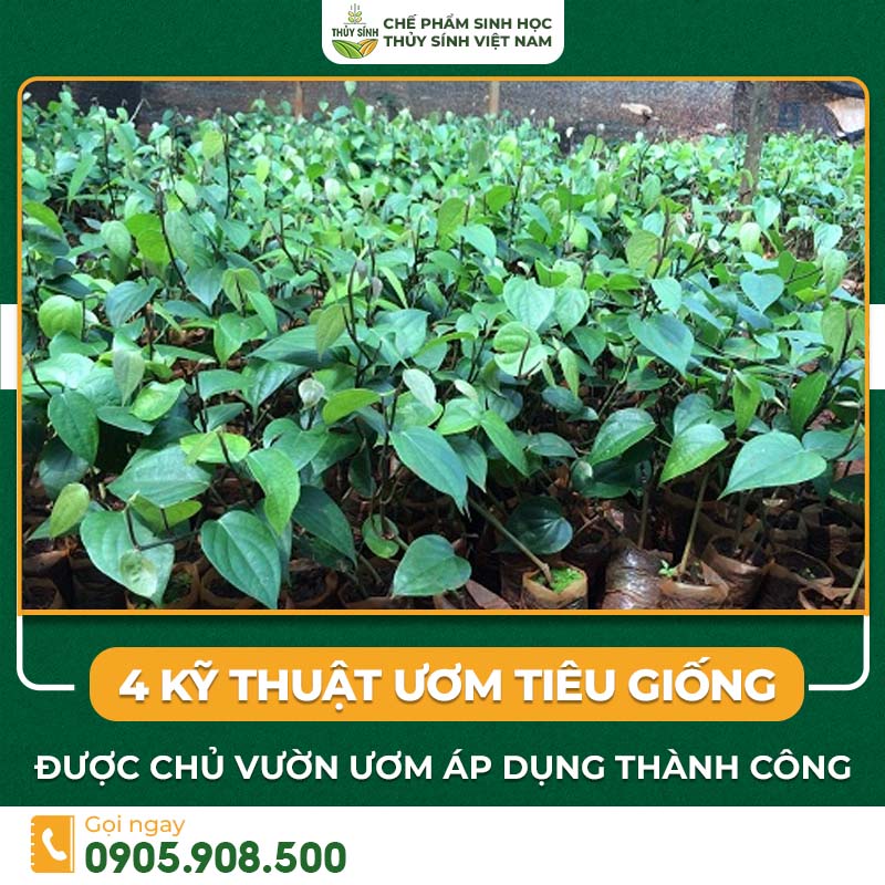 Kỹ thuật ươm tiêu giống