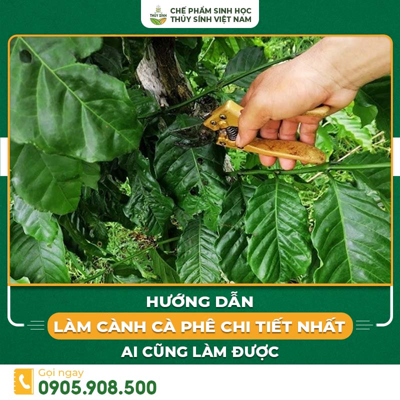 Hướng dẫn làm cành cà phê