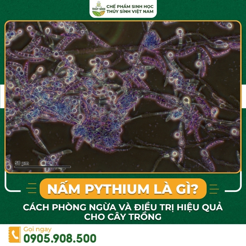 Nấm Pythium là gì