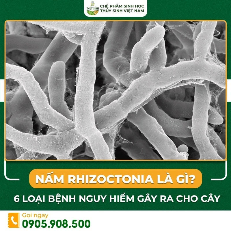 nấm rhizoctonia