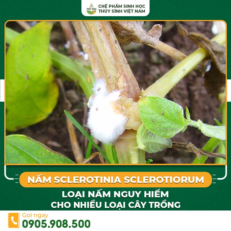 Nấm Sclerotinia sclerotiorum