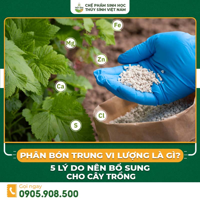 Phân bón trung vi lượng