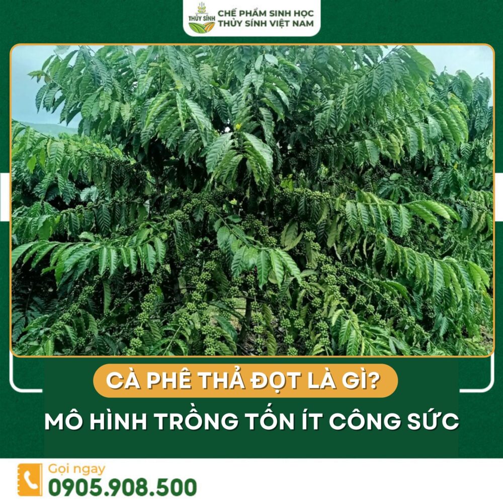 Cà phê thả đọt