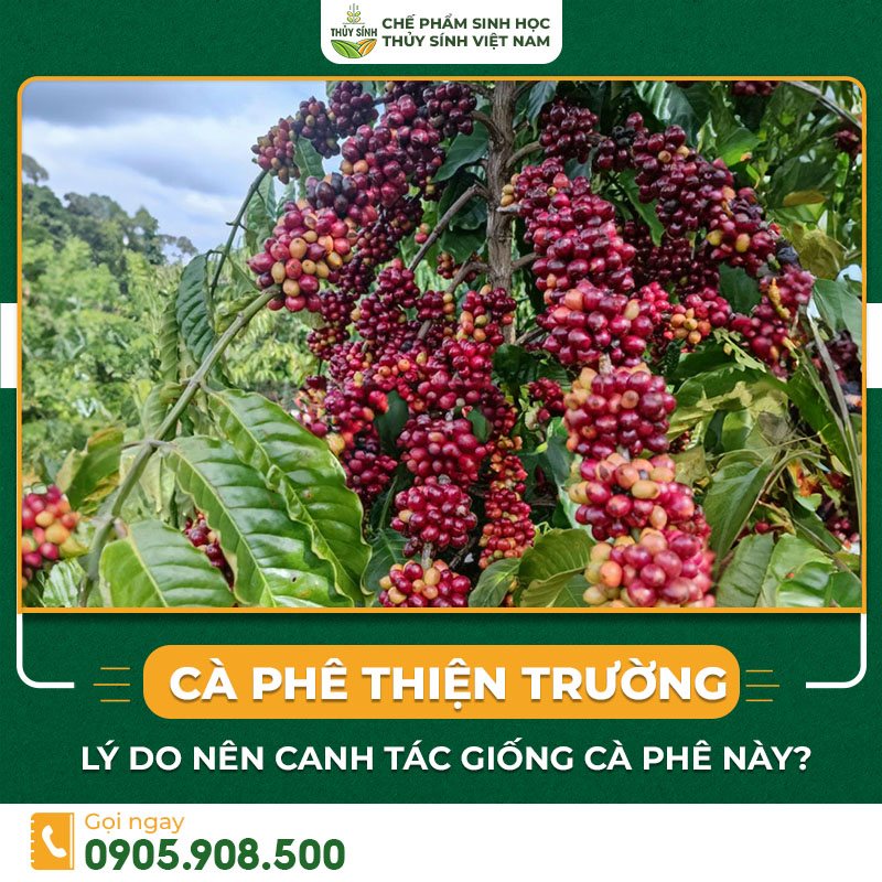 cà phê thiện trường