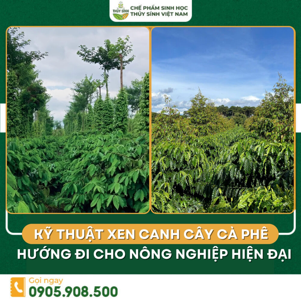 Kỹ thuật trồng xen canh cây cà phê