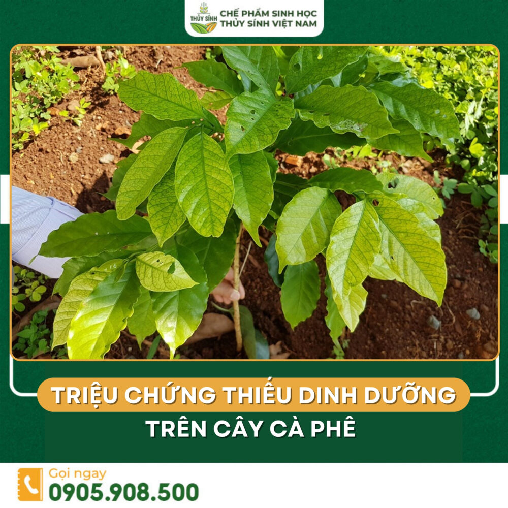 Triệu chứng thiếu dinh dưỡng cà phê