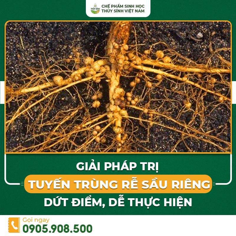 Tuyến trùng rễ sầu riêng